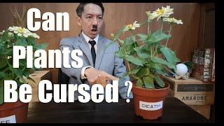 Can cursing a plant kill it quantum entanglement [upl. by Nnylireg674]