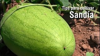 Tips para cultivar SANDÍA [upl. by Kristofor]