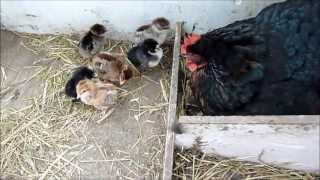 Broody Hen Adopts Chicks and Chicken Update 51513 [upl. by Bolling]