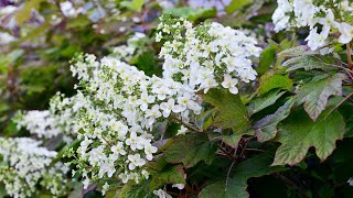 Oakleaf Hydrangea Hydrangea quercifolia [upl. by Adnovahs]