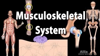 Overview of the Musculoskeletal System Animation [upl. by Scoles]