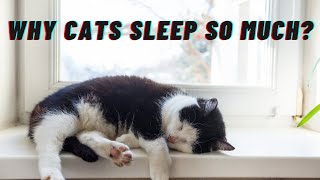 The Science Behind Why Cats Sleep So Much [upl. by Cammi]