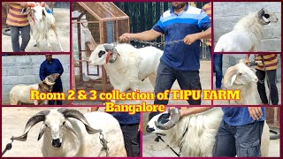 Amingad kay Badey Bakrey Bakrid 2023  Room 2 amp 3  TIPU FARM  Call 7353790019 [upl. by Krantz]