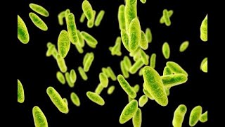 Bacteriología  Brucellas Pasteurella Yersinias y Francisella  170624 [upl. by Xenos122]