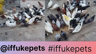 pigeon diet  pigeon care  pigeon setup  iffukepets pigeonsetup petsvlogging [upl. by Cirdek335]