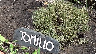 Como Y Porque Plantar Tomillo En El Huerto  La Huertina De Toni [upl. by Audun]