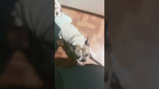 Aquí el muchacho recibiendo a papi music beats timelapse dog funny noesloqueparece [upl. by Cassey]