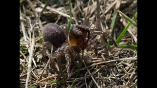 Atypus affinis  the Purse Web Spider [upl. by Idissak]