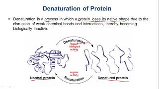 Protein Denaturation Physical and Chemical Denaturants [upl. by Adnohs]