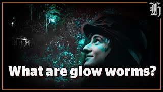 What are glow worms and how do they work  New Zealand Travel [upl. by Kary]