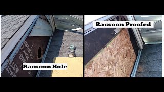 Raccoons Siding amp Celotex  Making Raccoon Proof [upl. by Enytsirk]