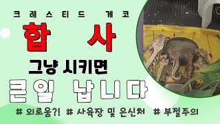 크레스티드 게코 합사하기 전에 꼭 봐야할 영상 [upl. by Artim]