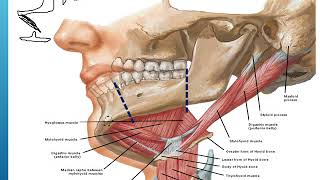 Anatomy of palate and tongue [upl. by Asli]