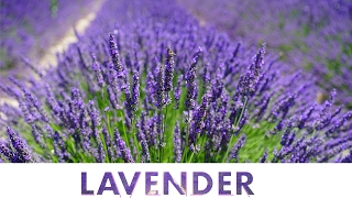 Lavandula Angustifolia 💜 Lavender Flowers amp Fields  Flower 17 [upl. by Harty]