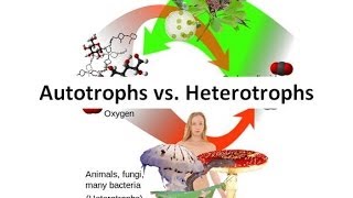 Autotrophs vs Heterotrophs [upl. by Ariaes494]