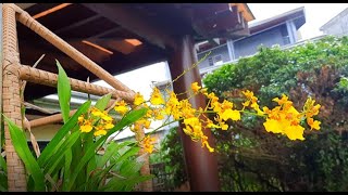 My Dancing Lady Oncidium [upl. by Dnob641]