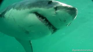 GREAT WHITE SHARK ALMOST SWALLOWS MY CAMERA [upl. by Aivatnwahs]