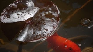 How to Make a Backyard Pond Waterfall Weir  Spillway for Less Than 20  WEEKEND LANDSCAPING IDEA [upl. by Eciruam]