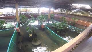 Arowana breeding  wish Arowana farm [upl. by Eninaej]