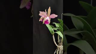 Cattleya intermedia x granulosa anggrek orchid [upl. by Heddy]