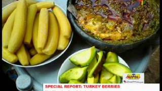 Turkey Berries Nutritional amp Medicinal Benefits [upl. by Orfinger97]