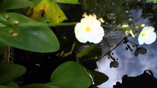 Echinodorus cordifolius  Aquatic plant [upl. by Scharff]