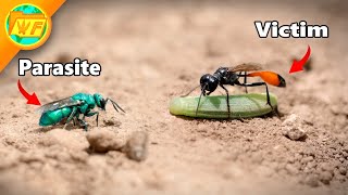 Cuckoo Wasp ATTACKS Sand Wasp [upl. by Chally]