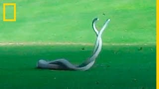 ¡No te lo pierdas Batalla ÉPICA en el campo de GOLF  National Geographic en Español [upl. by Ellenet]