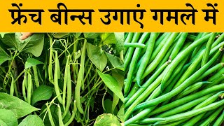 गमले में फ्रेंच बीन्स कैसे उगाएं बीज लगाने से लेकर तोड़ने तक अपडेट  How To Grow French Beans In Pot [upl. by Ajssatsan]