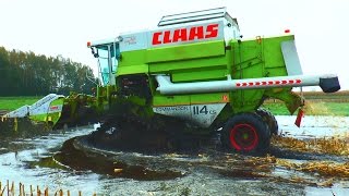 MAISDRESCHEN EXTREM  CLAAS COMMANDOR 114 CS im Donaumoos  Moor  Corn Harvest extreme [upl. by Wessling]