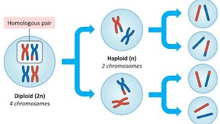 lecture 3 Meiosis Prophase 1 [upl. by Janeva587]