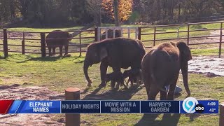 Names unveiled for win elephant babies at Rosamond Gifford Zoo [upl. by Willette]