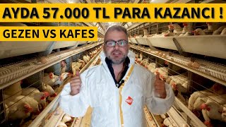 1000 KAPASİTELİ TAVUK ÇİFTLİĞİ KURMA MALİYETİ VE AYLIK KAZANCI [upl. by Delainey]