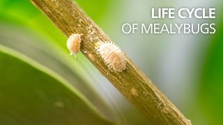 Life cycle of mealybugs [upl. by Elleinaj999]