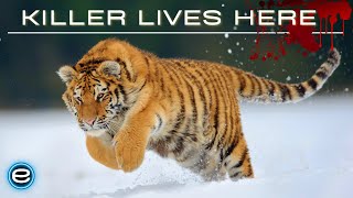 Russias Wild Tiger  The Incredible Big Cat  Wildlife documentary [upl. by Lankton]