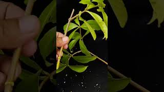 How to Grow Allamanda flowers plant from cutting  Allamanda flowers plant careShorts [upl. by Nerrad]