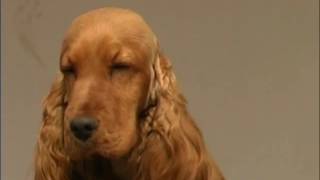 The Cocker Spaniel  Pet Dog Documentary [upl. by Ely]