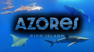 Scuba diving Pico Island Azores 2024  Aftermovie [upl. by Zehcnas]