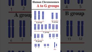 The Human Chromosome Groups AG groups cytogenetics [upl. by Esirec]