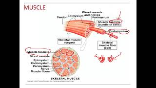 Muscle Physiology Endomysium Perimysium Epimysium [upl. by Alag207]