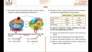 7SINIF FEN BİLİMLERİ HÜCRE MEB KAZANIM KAVRAMA TESTİ SORU ÇÖZÜMÜ [upl. by Folger]