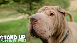 7 Things You Need To Know BEFORE Getting a Shar Pei 🐾 [upl. by Domel772]