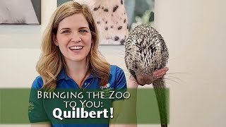 Bringing the Zoo to You Quilbert PrehensileTailed Porcupine [upl. by Nmutua549]