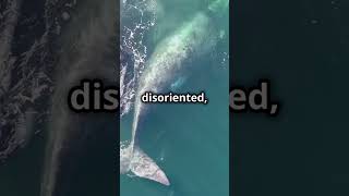 Marine Biologist Spills Top Secret Behind Whale Beachings [upl. by Malkin]