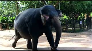 Pinnawala Elephant Orphanage [upl. by Peih]