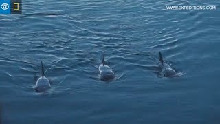 Killer Whale Vocalizations  Antarctica  Lindblad ExpeditionsNational Geographic [upl. by Hairahcez133]