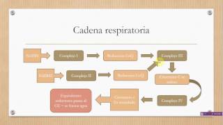 Cadena Respiratoria [upl. by Asilef142]