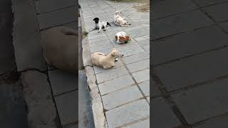 इस भरी दुनिया में कोई भी Dogsdog loverlebradorpuppyTrending video sad song September 11 2024 [upl. by Stearne24]