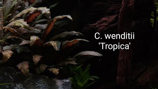 Stunning Cryptocoryne wendtii Tropica  Nature Aquarium  4K UHD [upl. by Eerot]