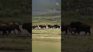 Cunning Grizzly Seizes Opportunity to Hunt Straggling Bison Calf from Fleeing Herd [upl. by Earleen428]